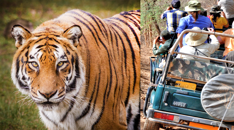 Jim Corbett Park Weekend Tour Package
